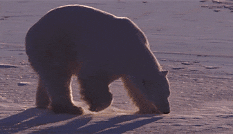 Polar Bear