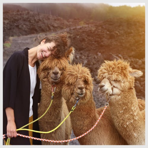 A sitter and some llamas