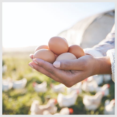 Eggs collected by a sitter