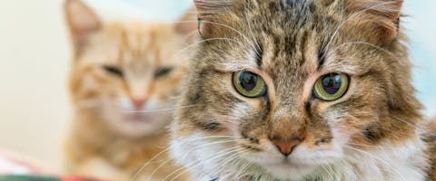 Boarding a cat, two cats in boarding facility